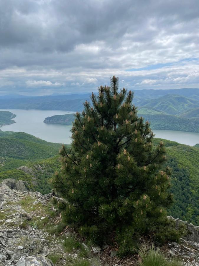 Cabane A-Frame Svinita Εξωτερικό φωτογραφία